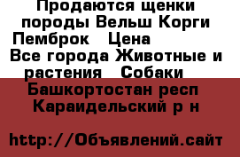 Продаются щенки породы Вельш Корги Пемброк › Цена ­ 40 000 - Все города Животные и растения » Собаки   . Башкортостан респ.,Караидельский р-н